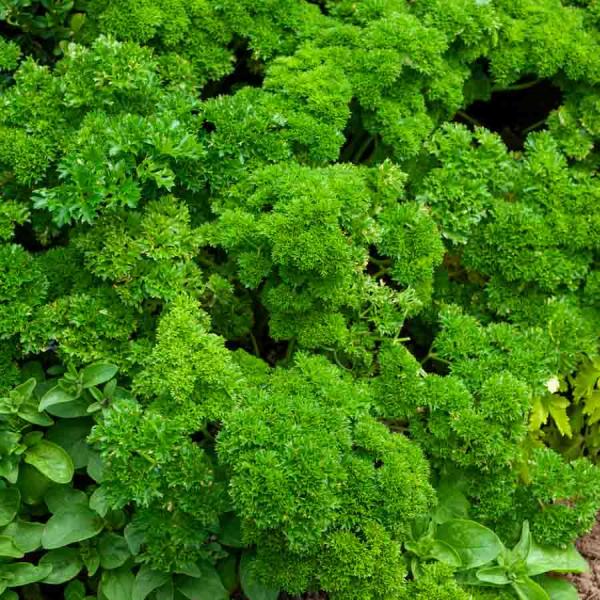 Aromatiques - Persil Frisé Vert Foncé - BIO - face recto